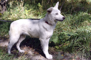 Photo №3. La chienne blanche Gerda recherche une famille aimante.. Fédération de Russie