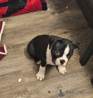 Photo №3. Boston Terrier-chiot, maintenant 2, contactez-moi un par un via WhatsApp au 44. Belgique