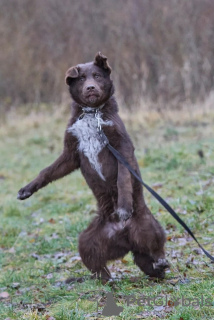 Photo №4. Je vais vendre chien bâtard en ville de Москва. annonce privée - prix - Gratuit