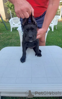 Photos supplémentaires: Chiots cane corso à vendre