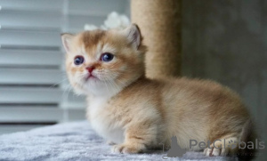 Photo №2 de l'annonce № 161176 de la vente munchkin - acheter à Allemagne éleveur