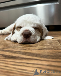 Photo №1. chien de la serra da estrela - à vendre en ville de Barsbüttel | 580€ | Annonce №174983
