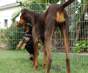 Photo №4. Je vais vendre dobermann en ville de Sévaz. annonce privée - prix - 400€