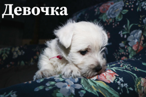 Photo №2 de l'annonce № 5688 de la vente west highland white terrier - acheter à Ukraine annonce privée