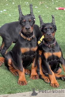 Photo №1. dobermann - à vendre en ville de Aarhus | 750€ | Annonce №173503