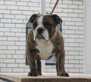 Photo №1. bulldog anglais - à vendre en ville de Krasnodar | Négocié | Annonce №5901