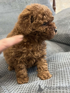 Photo №4. Je vais vendre caniche (jouet) en ville de Kiev. annonce privée, de la fourrière, éleveur - prix - 1800€