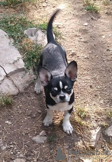 Photos supplémentaires: chihuahua avec pedigree FCI