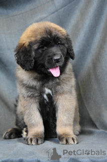 Photo №2 de l'annonce № 90626 de la vente chien bâtard - acheter à Biélorussie de la fourrière, éleveur
