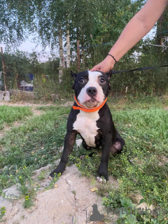 Photo №4. Je vais vendre american bully en ville de Москва.  - prix - négocié