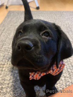 Photo №1. labrador retriever - à vendre en ville de Alavus | 630€ | Annonce №169104
