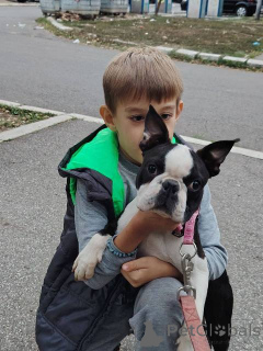 Photo №1. terrier de boston - à vendre en ville de Belgrade | négocié | Annonce №172762