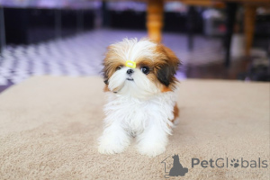 Photo №1. shih tzu - à vendre en ville de Huntington Beach | négocié | Annonce №154917