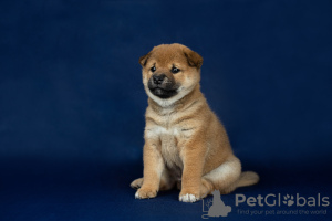 Photo №3. Chiots Shiba Inu d'un couple titré. Fédération de Russie