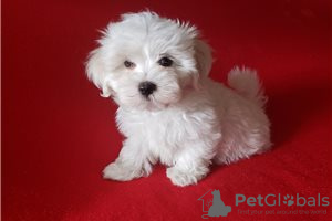 Photo №1. bichon maltais - à vendre en ville de Berlin | négocié | Annonce №115854