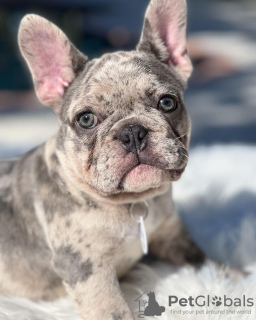 Photo №3. Süße francösische Bulldogge Welpen. Allemagne