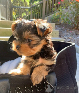Photo №3. Yorkie Welpen Zur adoption. Allemagne