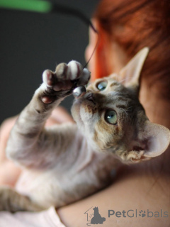 Photo №3. Clever Devon Rex Kittens Compagnons de jeu intelligents pour les propriétaires. Allemagne