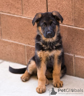 Photo №1. berger allemand - à vendre en ville de Tallinn | négocié | Annonce №130679