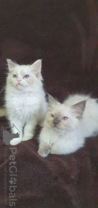 Photos supplémentaires: Chatons Ragdoll