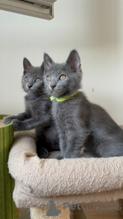 Photo №2 de l'annonce № 172760 de la vente ragdoll - acheter à Belgique 