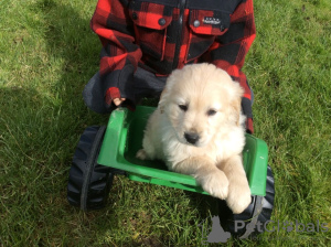 Photo №4. Je vais vendre golden retriever en ville de Oldenburg. annonce privée - prix - 380€