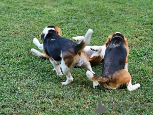 Photo №2 de l'annonce № 161138 de la vente  - acheter à Allemagne 