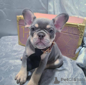 Photo №1. bouledogue - à vendre en ville de Афины | négocié | Annonce №117231