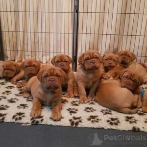 Photo №1. dogue de bordeaux - à vendre en ville de Alaska | 484€ | Annonce №174504