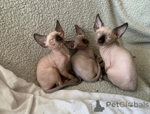 Photo №1. sphynx - à vendre en ville de Isolé | 350€ | Annonce № 173929
