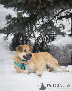 Photo №4. Je vais vendre chien bâtard en ville de Rivière moscou.  - prix - Gratuit