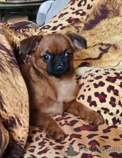 Photo №2 de l'annonce № 165024 de la vente petit brabançon - acheter à Fédération de Russie annonce privée