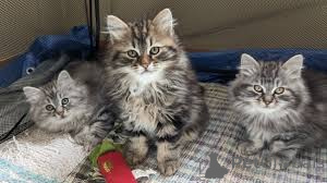 Photo №2 de l'annonce № 166614 de la vente sibérien - acheter à Belgique annonce privée, éleveur