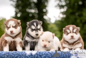 Photo №1. husky de sibérie - à vendre en ville de Lige | Gratuit | Annonce №177524
