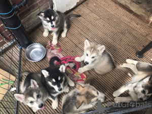 Photo №1. malamute de l'alaska - à vendre en ville de Essen | Gratuit | Annonce №126350