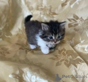 Photo №3. Adorables chatons sibériensBusiness Whatsapp 2295825241. Allemagne