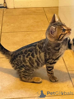 Photo №1. bengal - à vendre en ville de Helsinki | Gratuit | Annonce № 164927