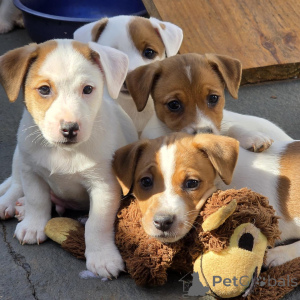 Photo №2 de l'annonce № 172825 de la vente jack russell terrier - acheter à République Tchèque éleveur