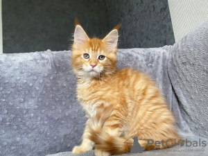 Photo №3. chatons mainecoon à adopter gratuitement. Allemagne