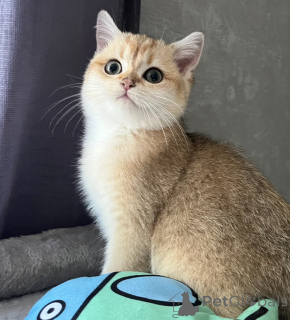 Photo №1. british shorthair - à vendre en ville de Динслакен | 900€ | Annonce № 143571