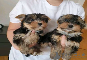 Photo №1. yorkshire terrier - à vendre en ville de Munich | négocié | Annonce №32239