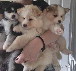 Photo №3. Taivaallisia Pomskyn pentuja. La finlande