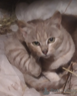 Photo №2 de l'annonce № 79718 de la vente  - acheter à Biélorussie annonce privée