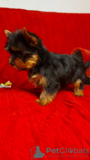 Photos supplémentaires: Chiots yorkshire terrier à vendre