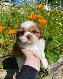 Photo №2 de l'annonce № 138089 de la vente shih tzu - acheter à USA éleveur
