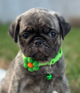 Photo №3. 2 garçons bleus Merle Pug. Serbie