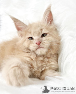 Photo №4. Je vais vendre maine coon en ville de Colorado Springs. éleveur - prix - 284€