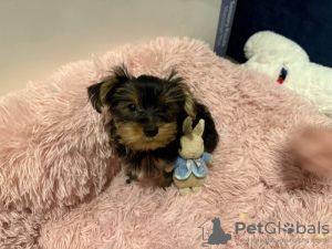 Photo №3. Chiots Yorkshire Terrier. La Grande-Bretagne