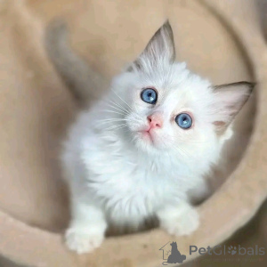 Photo №1. ragdoll - à vendre en ville de Munich | 550€ | Annonce № 150762