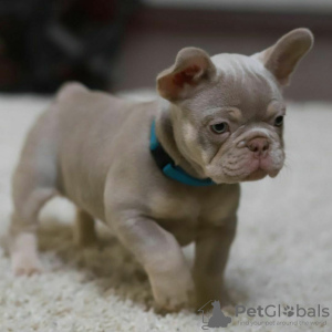 Photo №1. bouledogue - à vendre en ville de Luton | 360€ | Annonce №125621